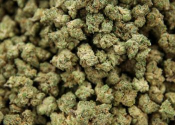 Europa: Cae banda que hacía pasar marihuana como ayuda para Ucrania