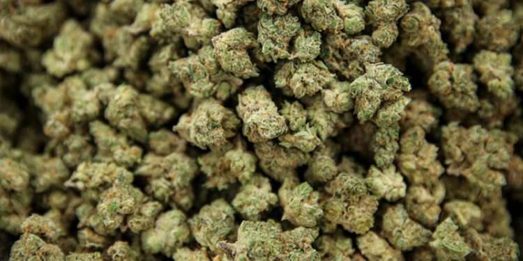 Europa: Cae banda que hacía pasar marihuana como ayuda para Ucrania