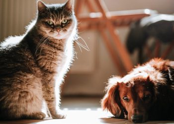 Experto advierte sobre riesgos para mascotas por celebraciones de fin de año