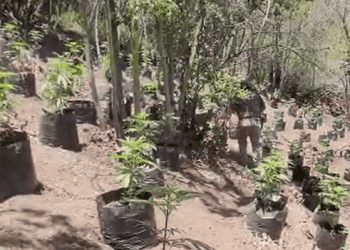 Incautan 943 plantas de Cannabis en sector de Colliguay