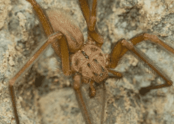 Descubren nuevo tipo de araña de rincón en el país