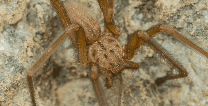 Descubren nuevo tipo de araña de rincón en el país