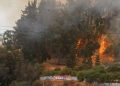 Director del Jardín Botánico sostiene que el incendio «fue intencional»