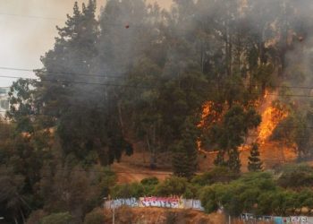 Director del Jardín Botánico sostiene que el incendio «fue intencional»