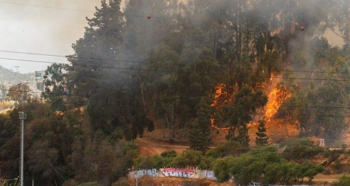 Director del Jardín Botánico sostiene que el incendio «fue intencional»