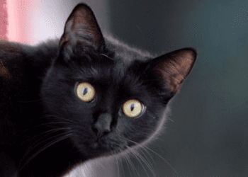 Estudio determina desde cuándo los gatos se convirtieron en mascotas