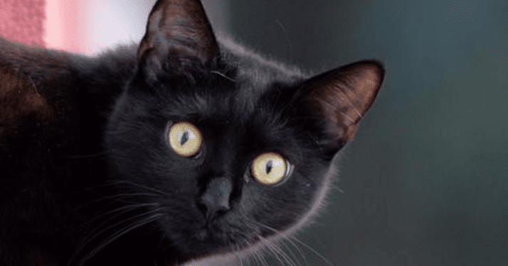 Estudio determina desde cuándo los gatos se convirtieron en mascotas