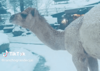 Camello explotó de alegría tras conocer la nieve