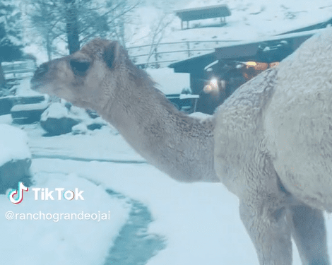 Camello explotó de alegría tras conocer la nieve