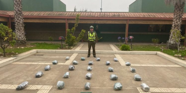 Decomisan 24 kilos de marihuana en control de ruta en Petorca