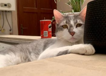 Investigan a aerolínea por perder el gato de una pasajera