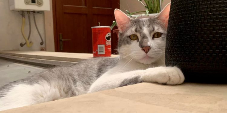 Investigan a aerolínea por perder el gato de una pasajera