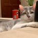Investigan a aerolínea por perder el gato de una pasajera