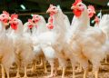 Sacrifican 180.000 aves en Ecuador por gripe aviar