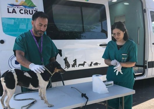 La Cruz: Clínica veterinaria móvil gratuita recorre la comuna para prestar asistencia