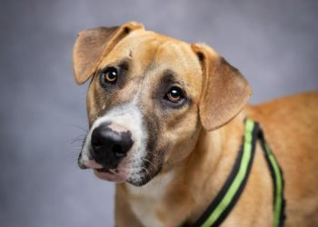 Cinco perros y un gato afectados por el incendio siguen buscando hogar