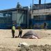 Viña del Mar: Retiran 114 carpas durante el mes de enero