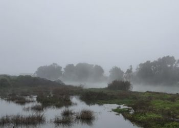 [Opinión] Humedales Costeros: Ecosistemas de Carbono Azul