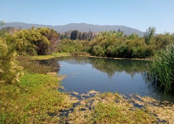 Quillota conmemorará día mundial de los humedales con visita guiada a zona protegida