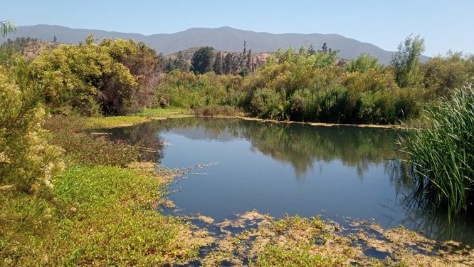 Quillota conmemorará día mundial de los humedales con visita guiada a zona protegida