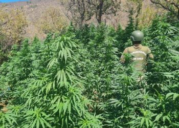 Petorca: Carabineros desbarata banda e incauta 29 kilos de droga