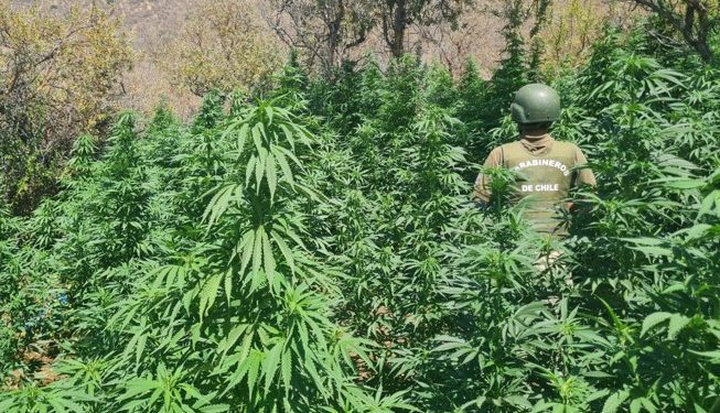 Petorca: Carabineros desbarata banda e incauta 29 kilos de droga