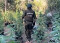 Carabineros incauta 3.000 unidades de cannabis sativa en plantación en Quilpué