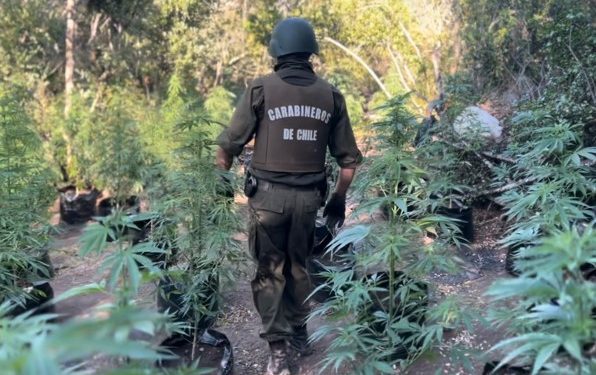 Carabineros incauta 3.000 unidades de cannabis sativa en plantación en Quilpué