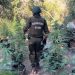 Carabineros incauta 3.000 unidades de cannabis sativa en plantación en Quilpué