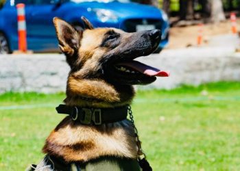 Sacan de circulación 50 millones de pesos en droga gracias al olfato de Frosty