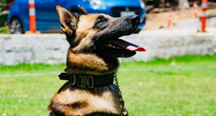 Sacan de circulación 50 millones de pesos en droga gracias al olfato de Frosty