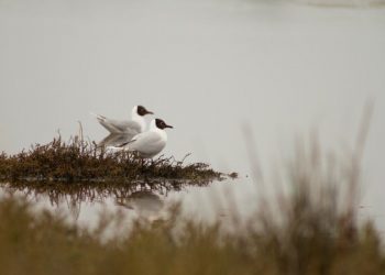 UNAB Viña del Mar presentará libro que pone en valor los humedales de la Región