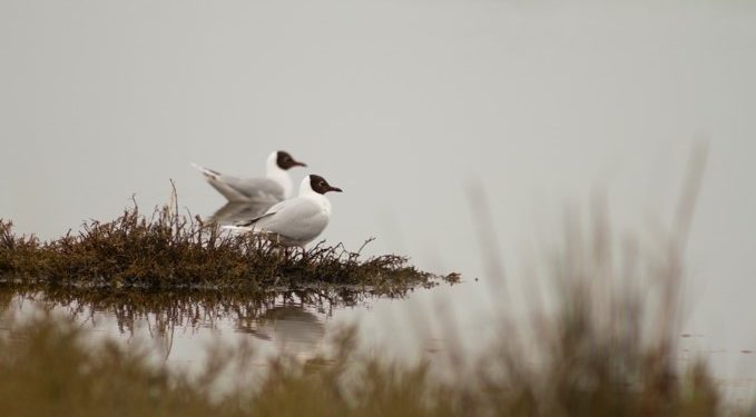 UNAB Viña del Mar presentará libro que pone en valor los humedales de la Región