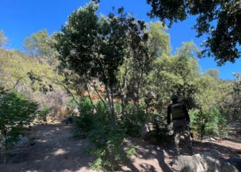 Incautan 7.482 plantas de cannabis en quebrada de Petorca