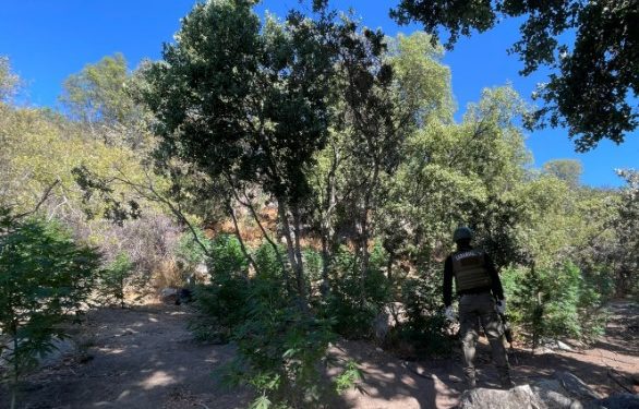 Incautan 7.482 plantas de cannabis en quebrada de Petorca