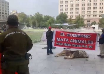 Protestan con un león muerto en el exterior de La Moneda