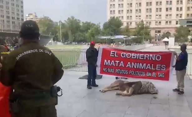 Protestan con un león muerto en el exterior de La Moneda