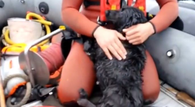 [Video] Rescatan a perro que llevaba cuatro días atrapado en roqueríos