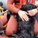 [Video] Rescatan a perro que llevaba cuatro días atrapado en roqueríos