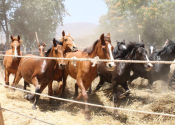 Calle Larga: Realizarán Trilla a Yegua suelta en Fiesta costumbrista