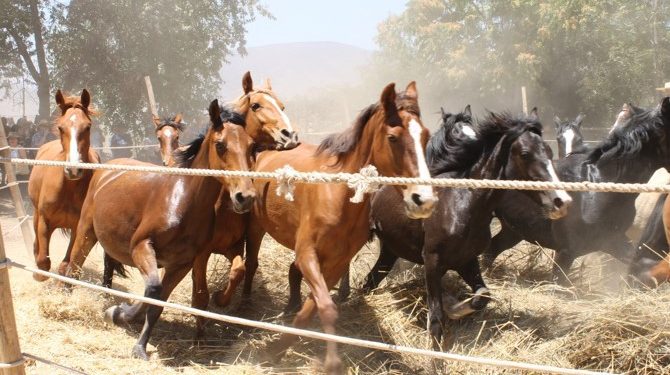 Calle Larga: Realizarán Trilla a Yegua suelta en Fiesta costumbrista