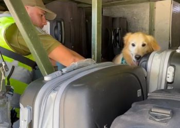 Patrulla Canina del OS7 incautó 27.000 dosis de droga