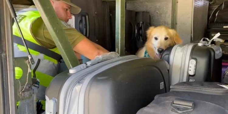 Patrulla Canina del OS7 incautó 27.000 dosis de droga