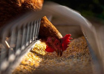 Confirman caso positivo de influenza aviar en región de Valparaíso