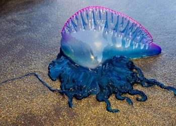 Decretan cierre de Playa Amarilla en Concón por presencia de Fragata Portuguesa