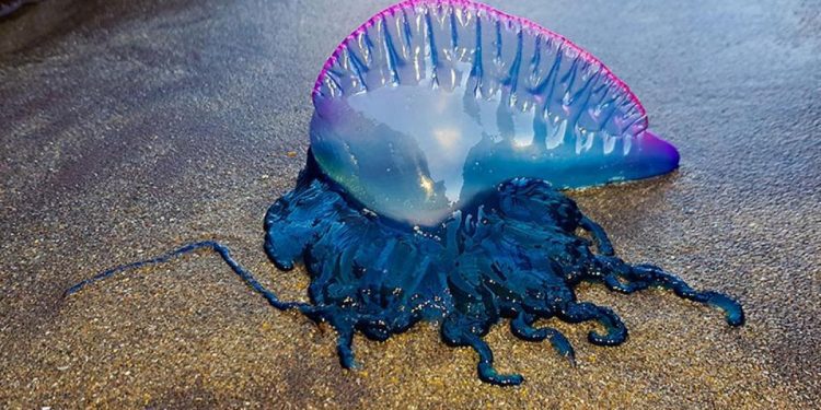 Decretan cierre de Playa Amarilla en Concón por presencia de Fragata Portuguesa