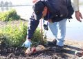 Investigarán mortandad de peces en el Humedal Desembocadura Río Aconcagua