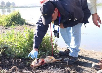 Investigarán mortandad de peces en el Humedal Desembocadura Río Aconcagua