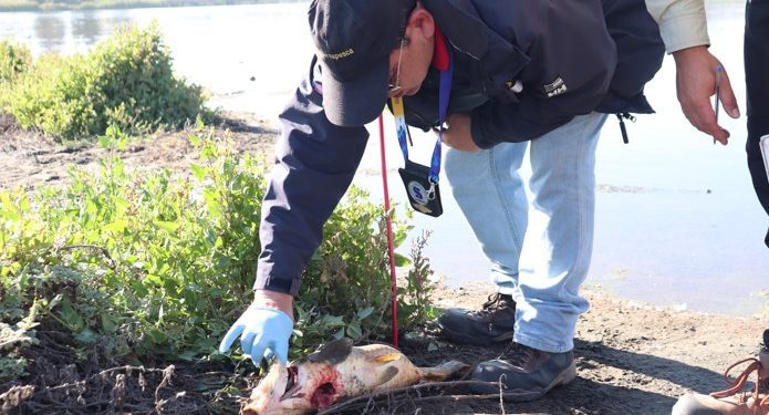 Investigarán mortandad de peces en el Humedal Desembocadura Río Aconcagua