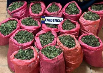 Incautan 131 kilos de Cannabis en Cabildo